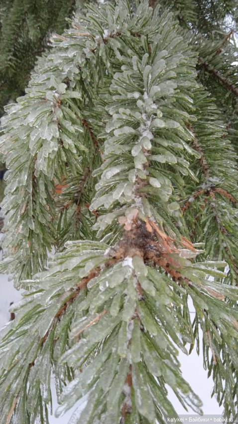 (Чай) Год без сахара — Болталка и разговоры обо всем: жизнь