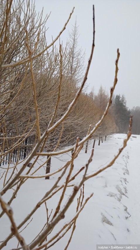 (Чай) Год без сахара — Болталка и разговоры обо всем: жизнь