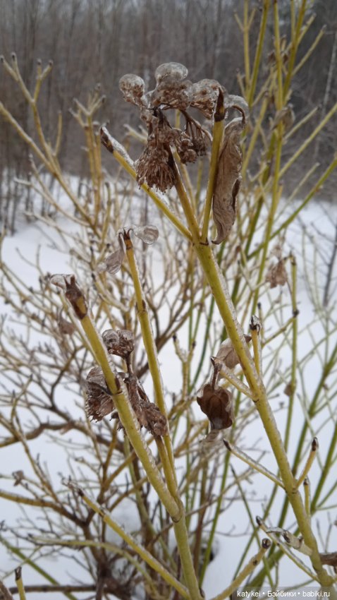(Чай) Год без сахара — Болталка и разговоры обо всем: жизнь