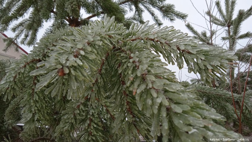 (Чай) Год без сахара — Болталка и разговоры обо всем: жизнь