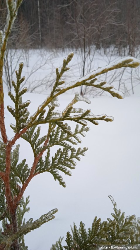 (Чай) Год без сахара — Болталка и разговоры обо всем: жизнь