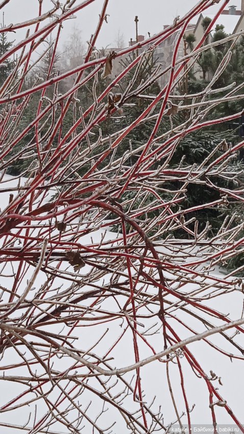 (Чай) Год без сахара — Болталка и разговоры обо всем: жизнь