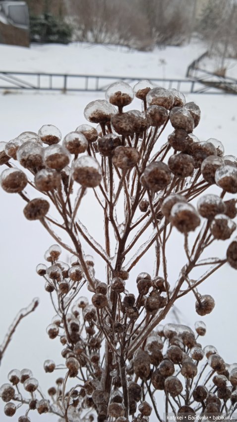 (Чай) Год без сахара — Болталка и разговоры обо всем: жизнь