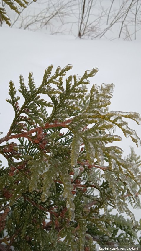 (Чай) Год без сахара — Болталка и разговоры обо всем: жизнь