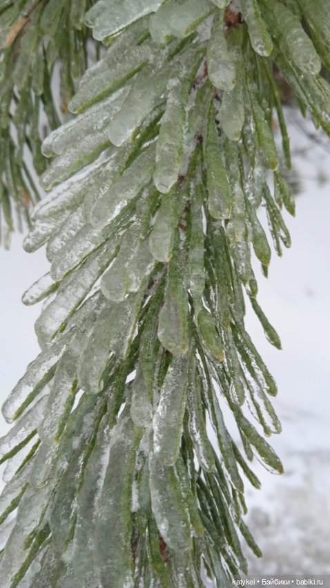 (Чай) Год без сахара — Болталка и разговоры обо всем: жизнь
