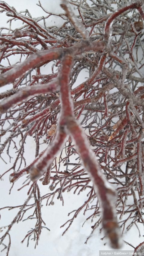 (Чай) Год без сахара — Болталка и разговоры обо всем: жизнь