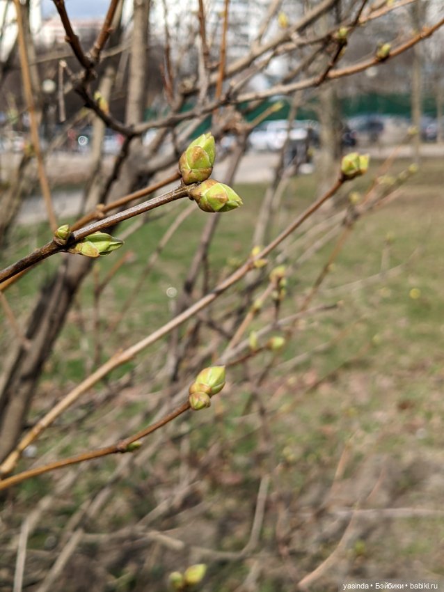 Солнце и ветер — Куклы Takara Tomy (Такара): Licca (Ликка) (фото 8)