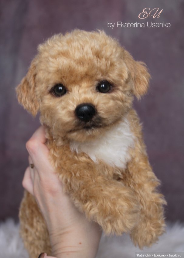 Щенок мальтипу — Авторские мишки Тедди и друзья: фото (фото 7)