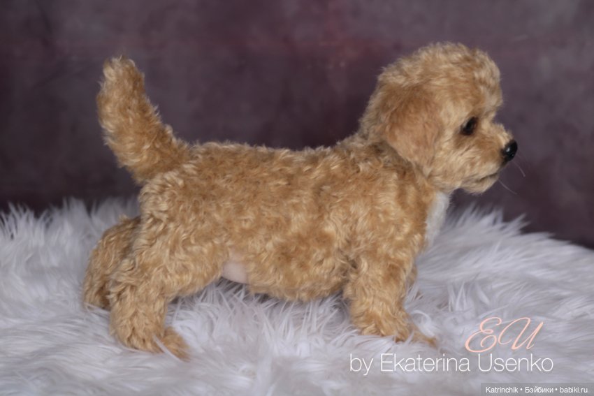 Щенок мальтипу — Авторские мишки Тедди и друзья: фото