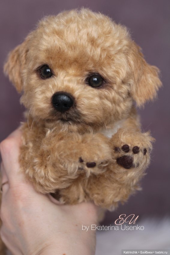 Щенок мальтипу — Авторские мишки Тедди и друзья: фото (фото 4)