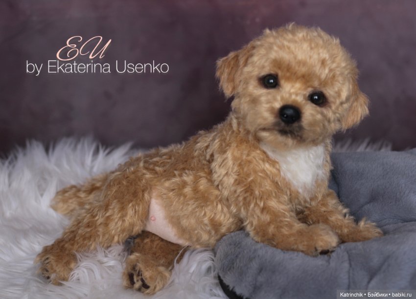 Щенок мальтипу — Авторские мишки Тедди и друзья: фото