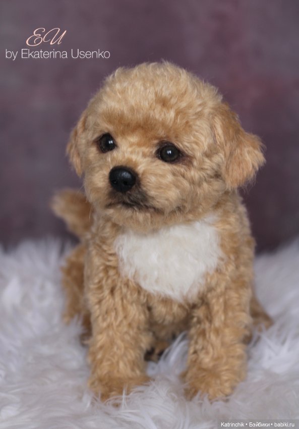 Щенок мальтипу — Авторские мишки Тедди и друзья: фото (фото 10)