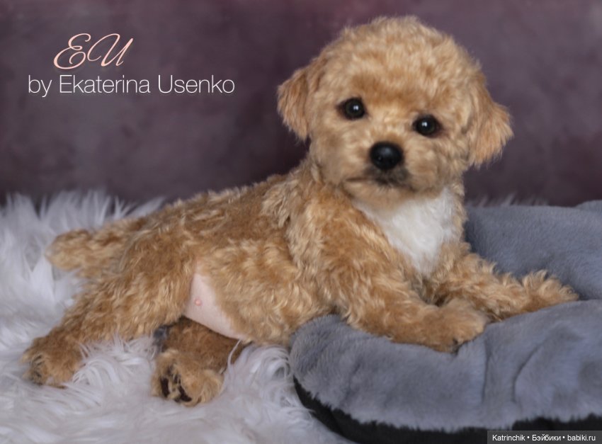 Щенок мальтипу — Авторские мишки Тедди и друзья: фото