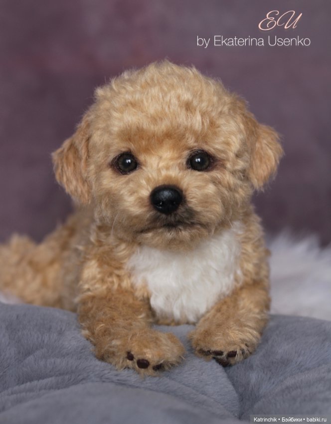 Щенок мальтипу — Авторские мишки Тедди и друзья: фото (фото 8)