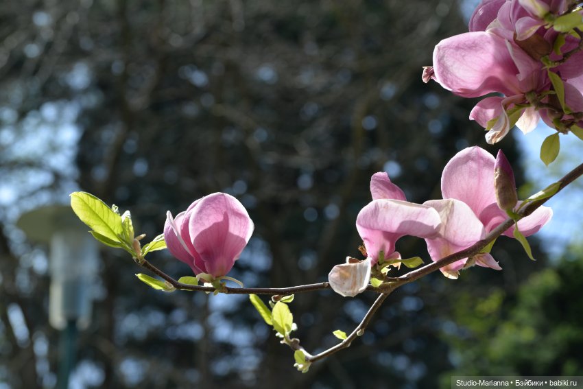 Мини Мии и Фродо на прогулке