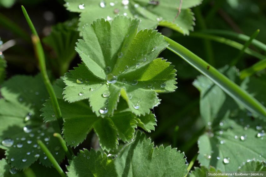 Мини Мии и Фродо на прогулке