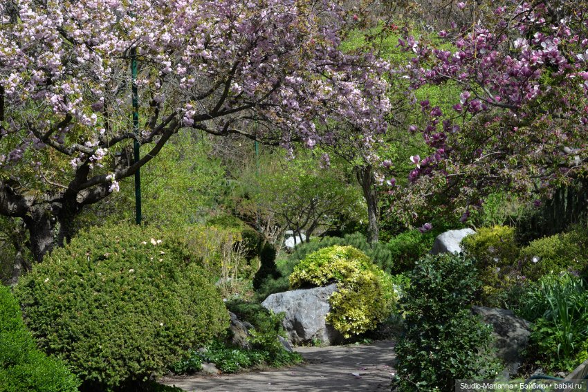 Мини Мии и Фродо на прогулке