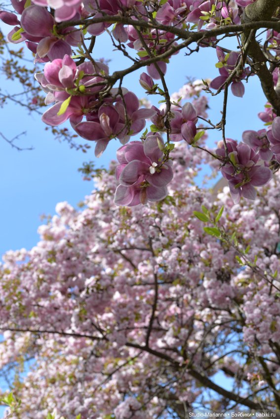 Мини Мии и Фродо на прогулке