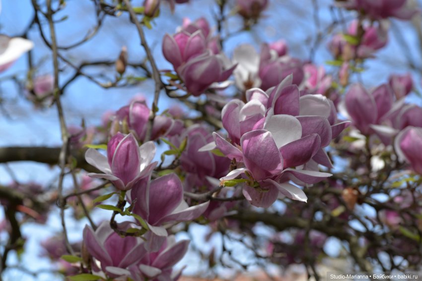 Мини Мии и Фродо на прогулке