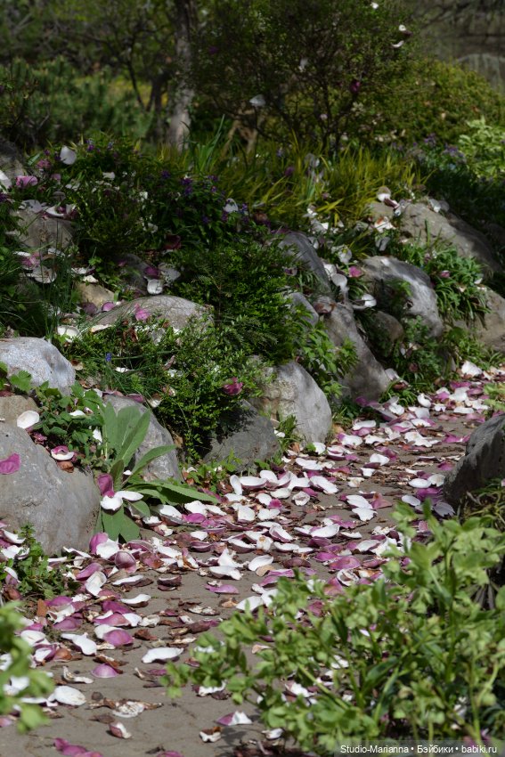 Мини Мии и Фродо на прогулке