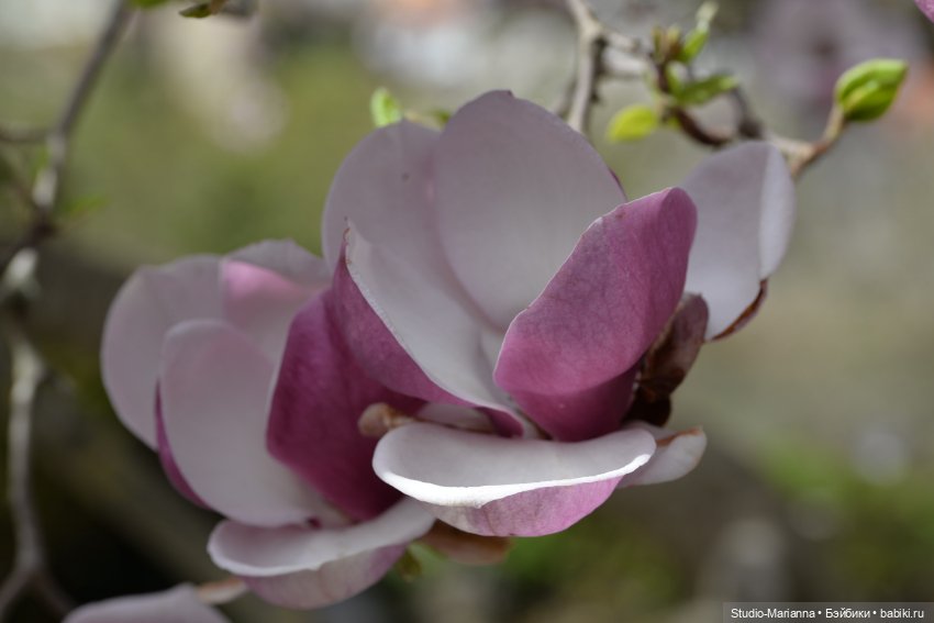 Мини Мии и Фродо на прогулке