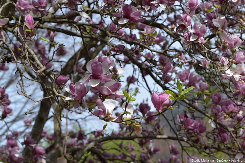 Мини Мии и Фродо на прогулке