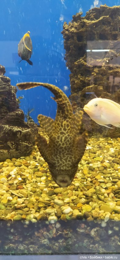 Весенняя прогулка с Чаки — Коллекционные экшн (фото 3)