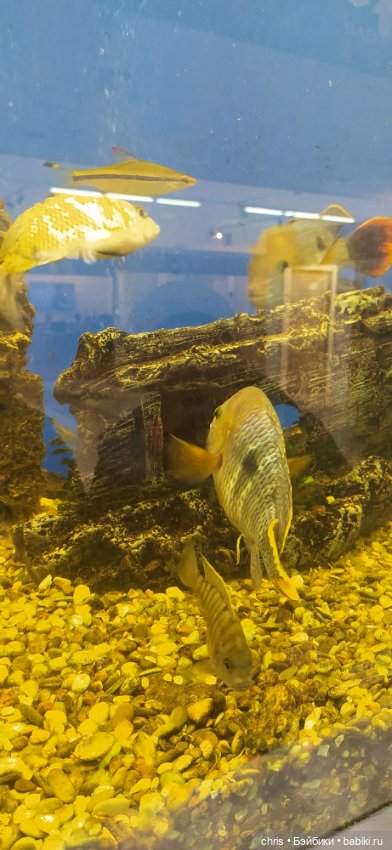 Весенняя прогулка с Чаки — Коллекционные экшн (фото 2)