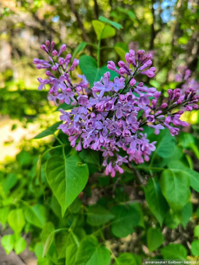 Каникулы Громовых. Эскишехир. Начало пути