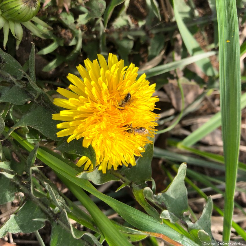 Мой мартовский кот — Игрушки СССР и советского детства: резиновые (фото 9)