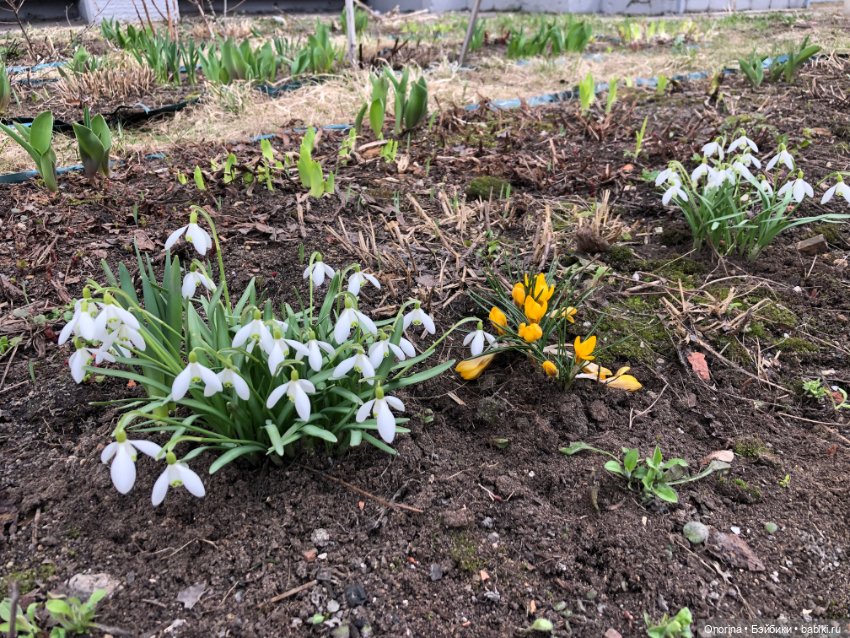 Мой мартовский кот — Игрушки СССР и советского детства: резиновые