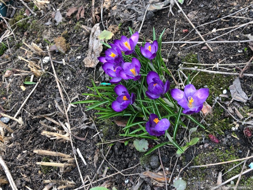 Мой мартовский кот — Игрушки СССР и советского детства: резиновые