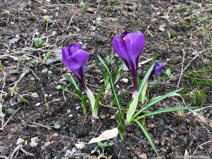 Мой мартовский кот — Игрушки СССР и советского детства: резиновые