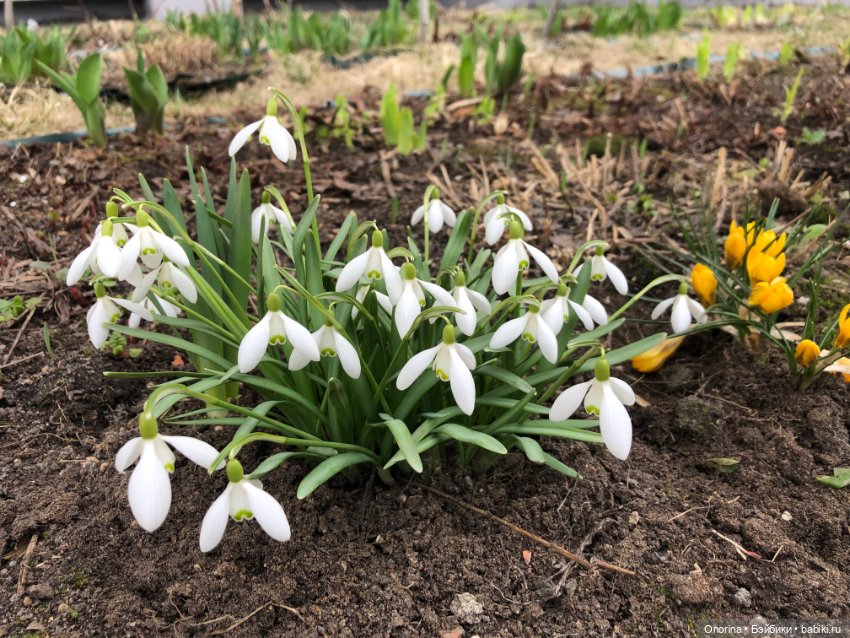 Мой мартовский кот — Игрушки СССР и советского детства: резиновые