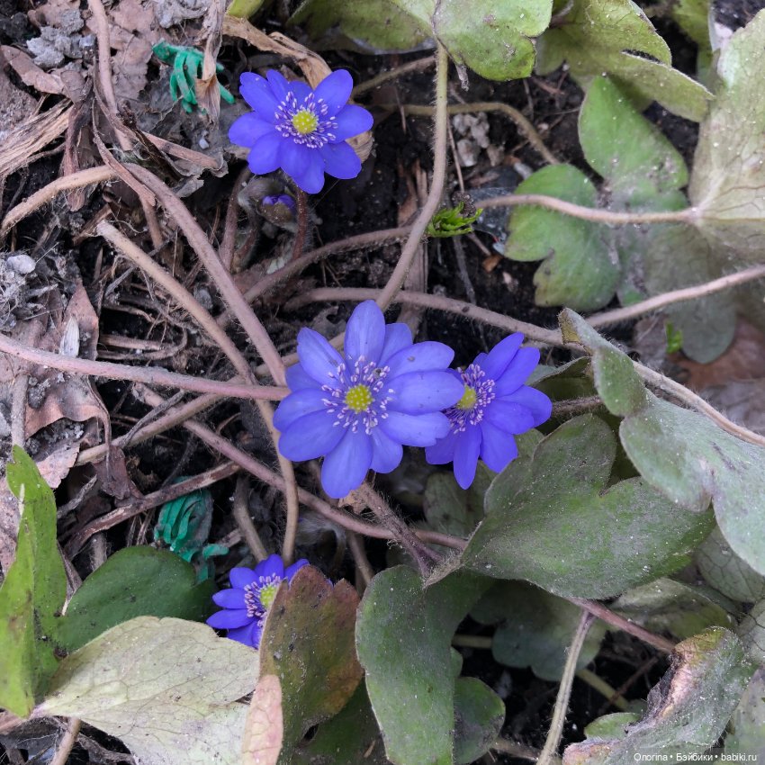 Мой мартовский кот — Игрушки СССР и советского детства: резиновые (фото 3)