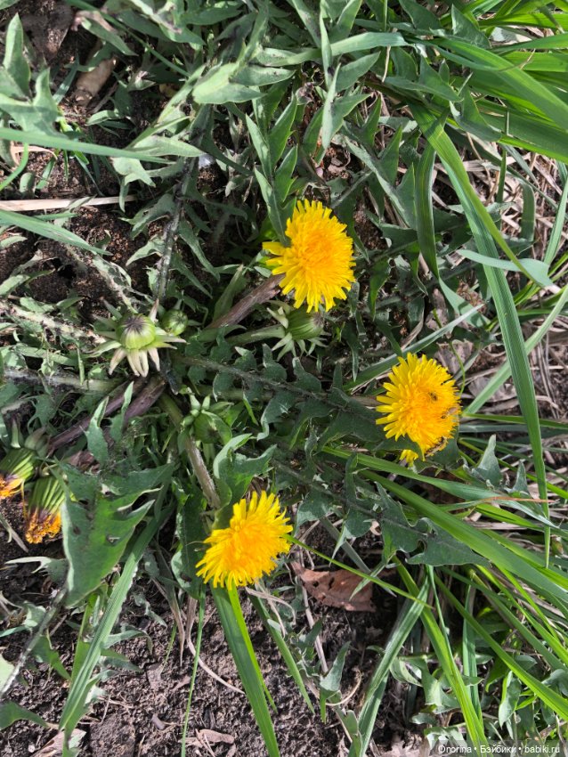 Мой мартовский кот — Игрушки СССР и советского детства: резиновые (фото 8)