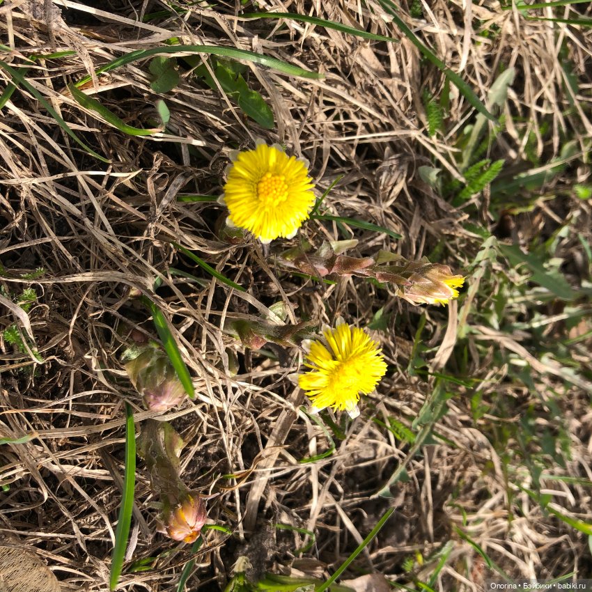 Мой мартовский кот — Игрушки СССР и советского детства: резиновые