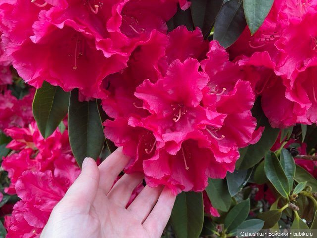 Когда цветут азалии — Куклы Paola Reina (Паола Рейна): новинки