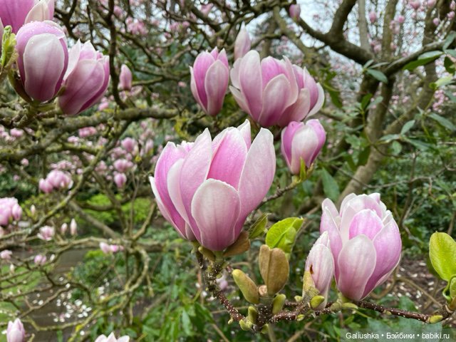 Когда цветут азалии — Куклы Paola Reina (Паола Рейна): новинки (фото 7)