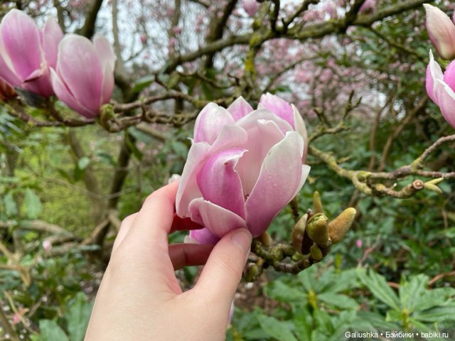 Когда цветут азалии — Куклы Paola Reina (Паола Рейна): новинки (фото 6)