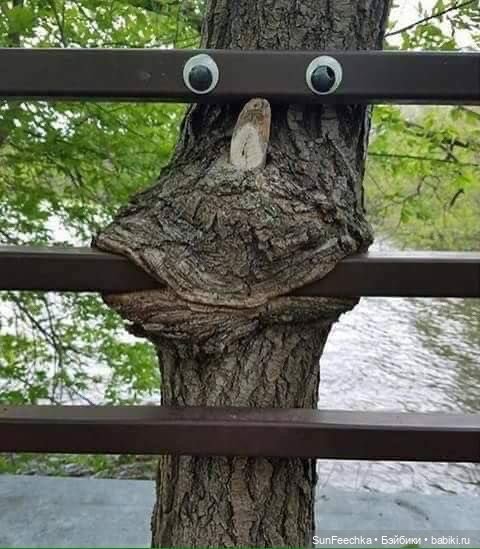 Фантазии — В мире животных: смешные фото питомцев и зверей (фото 2)