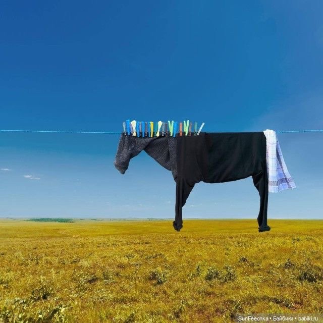 Фантазии — В мире животных: смешные фото питомцев и зверей (фото 10)