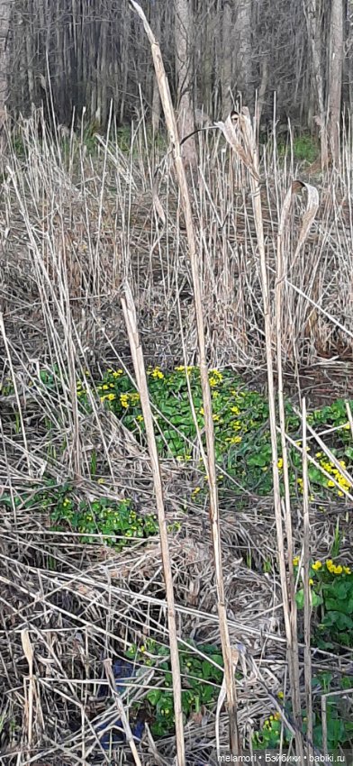 Какой чудесный день 🌿 — Куклы Paola Reina (Паола Рейна): новинки