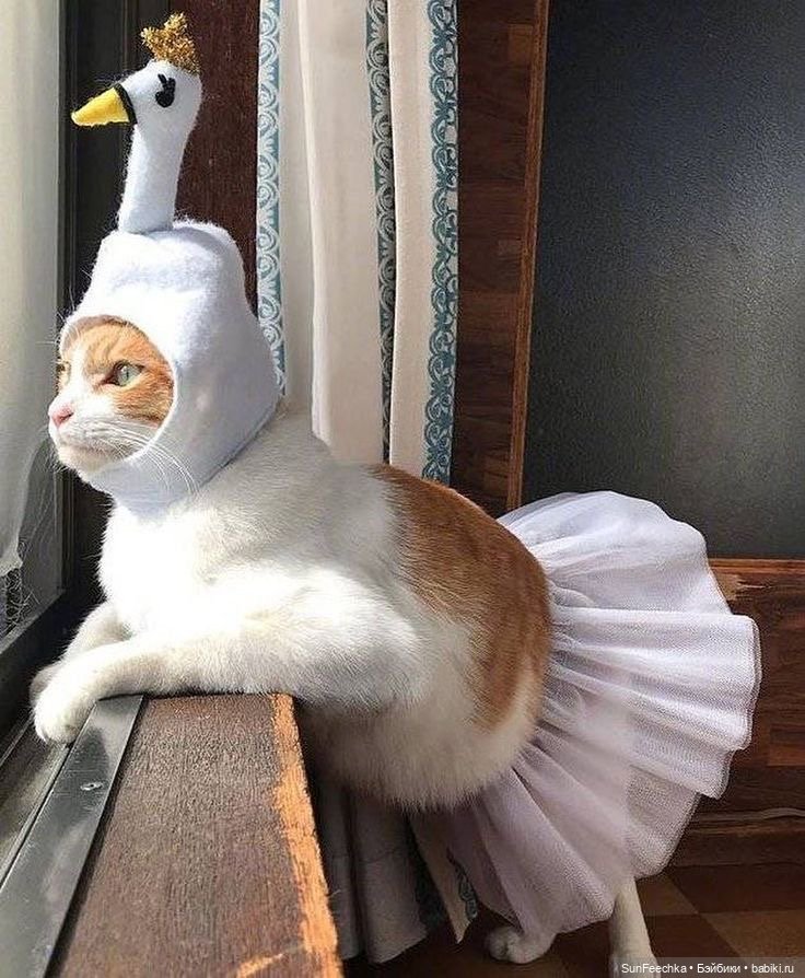 Котики - модники — В мире животных: смешные фото питомцев и зверей