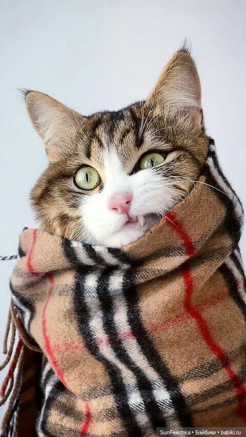 Котики - модники — В мире животных: смешные фото питомцев и зверей