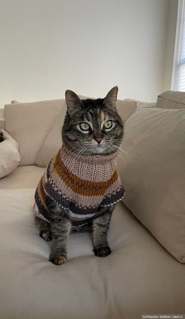 Котики - модники — В мире животных: смешные фото питомцев и зверей