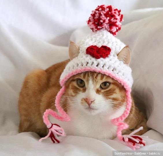 Котики - модники — В мире животных: смешные фото питомцев и зверей