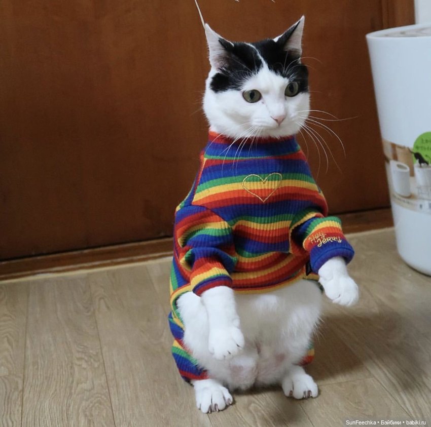 Котики - модники — В мире животных: смешные фото питомцев и зверей