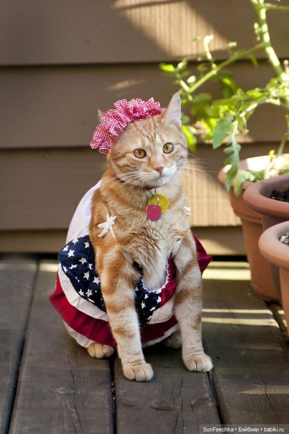 Котики - модники — В мире животных: смешные фото питомцев и зверей