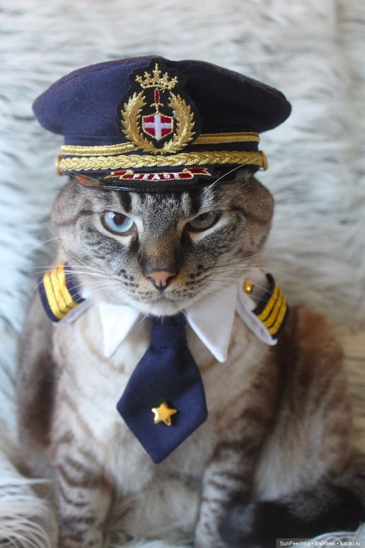 Котики - модники — В мире животных: смешные фото питомцев и зверей